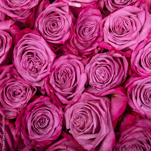 beautiful background pink roses