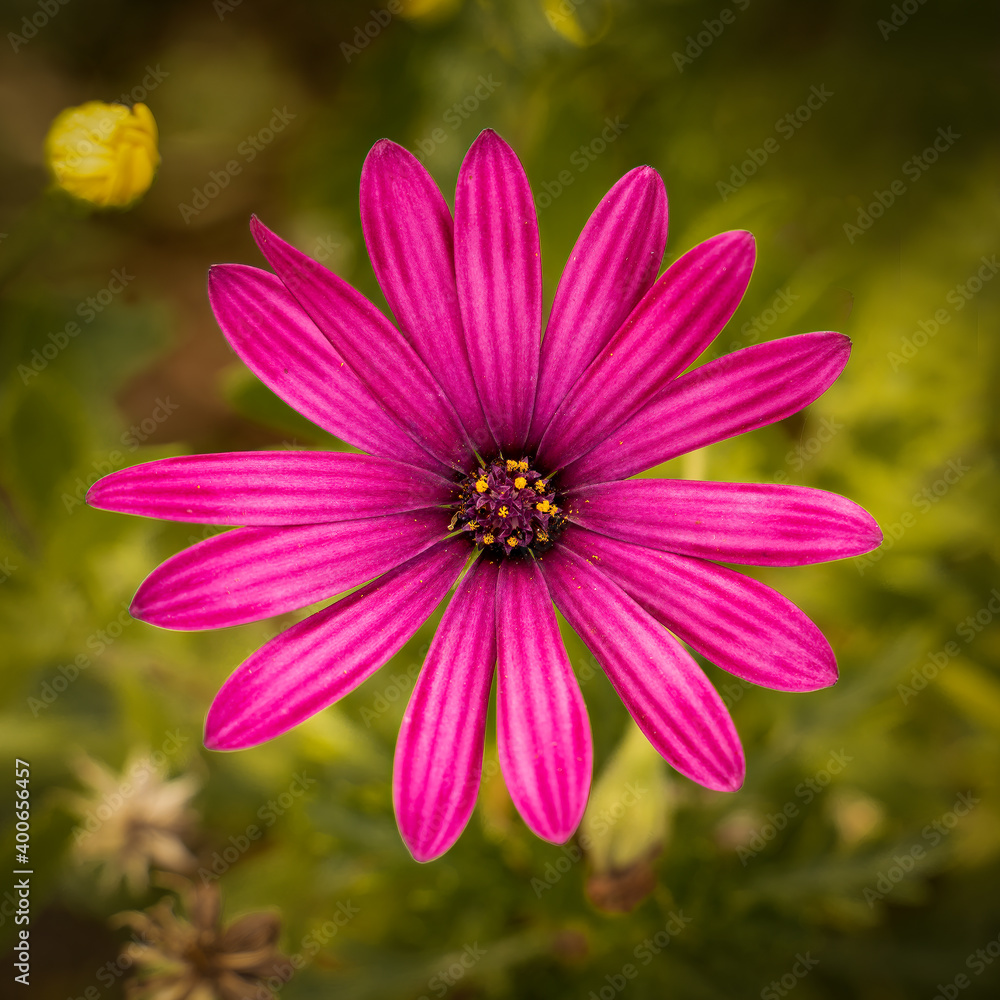 Margarita Fucsia Margarita Fucsia