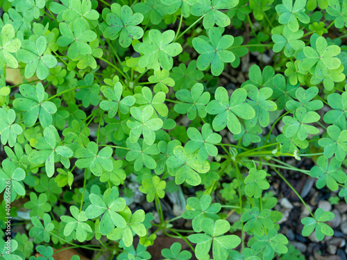 close view of oxalis leaves