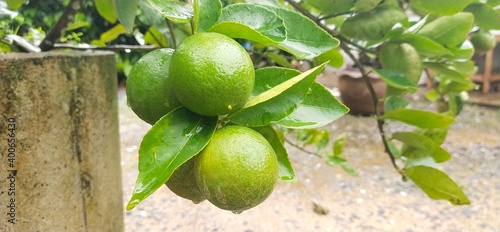 Wallpaper Mural green apples on tree Torontodigital.ca