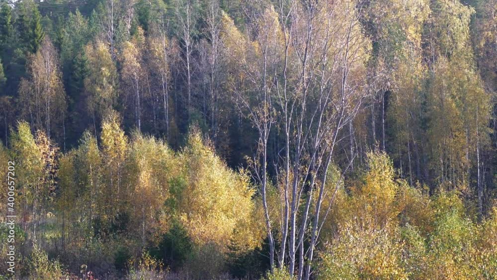 Forest foliage in autumn season. Panning left Forest foliage in autumn season. Panning left