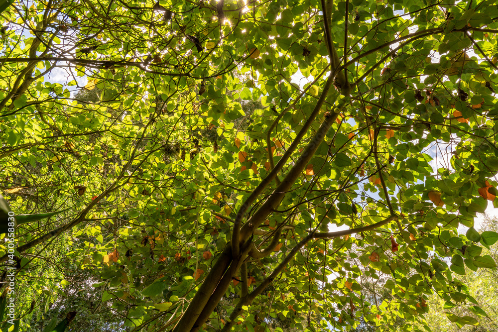 Obraz premium Green Leaves HDR