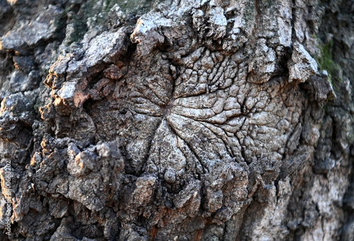 Traces of tree pain...a gnarl