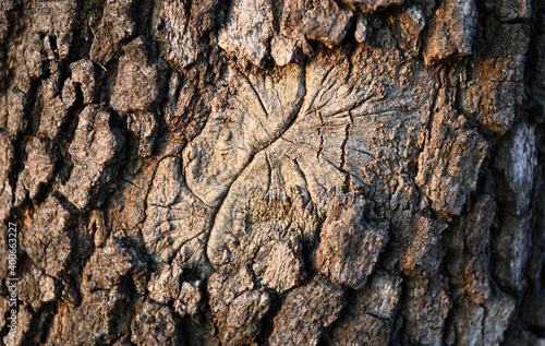 Traces of tree pain...a gnarl