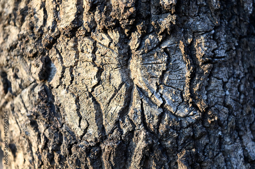 Traces of tree pain...a gnarl photo