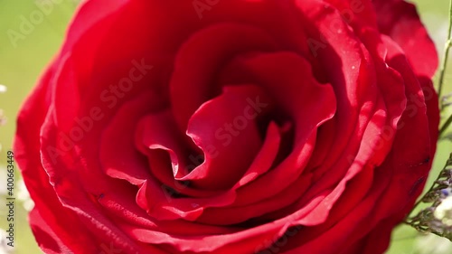 Wallpaper Mural Close up shot Red Rose flower on Rose garden background, Selective focus  red roses flowers valentine concept. Torontodigital.ca