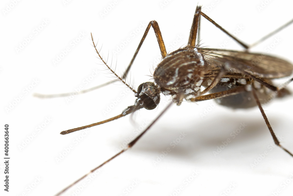 Macro Photo of Yellow Fever Mosquito Isolated on White Background Macro Photo of Yellow Fever Mosquito Isolated on White Background