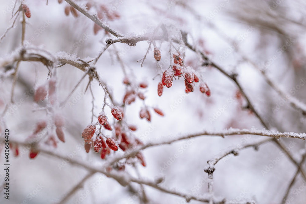 Frozen red berries of barberry. Calm natural winter background. Sunny winter day. Restrained beauty of nature, trend colors. Frozen red berries of barberry. Calm natural winter background. Sunny winter day. Restrained beauty of nature, trend colors.