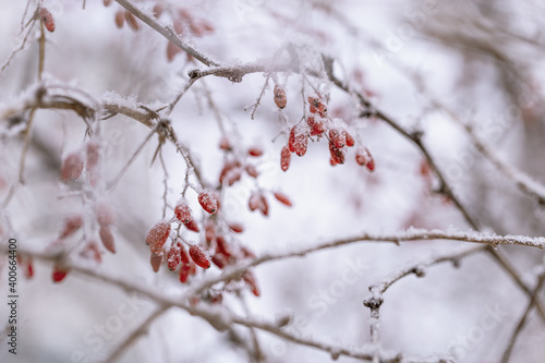 Frozen red berries of barberry. Calm natural winter background. Sunny winter day. Restrained beauty of nature, trend colors.