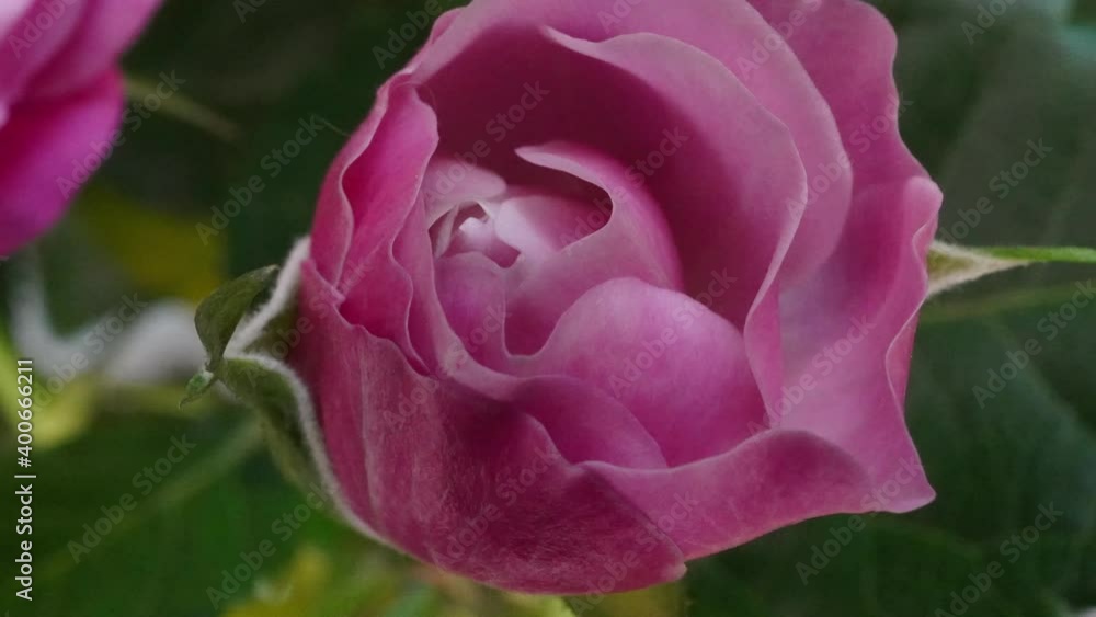 Beautiful opening Red rose on Black background. Petals of Blooming pink rose flower open, time lapse, close-up. Holiday, love, birthday. Bud closeup. Macro. 4K UHD video timelapse Beautiful opening Red rose on Black background. Petals of Blooming pink rose flower open, time lapse, close-up. Holiday, love, birthday. Bud closeup. Macro. 4K UHD video timelapse