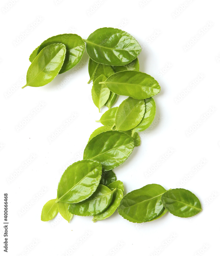 Obraz premium fresh green leaves isolated on white background . two shape fresh green leaf.