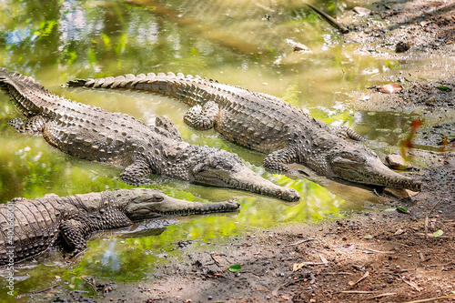 Australian Freshwater Crocodiles photo