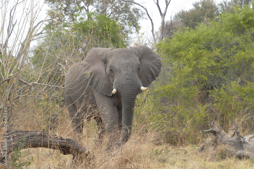 Fototapeta premium Elephant walking among trees