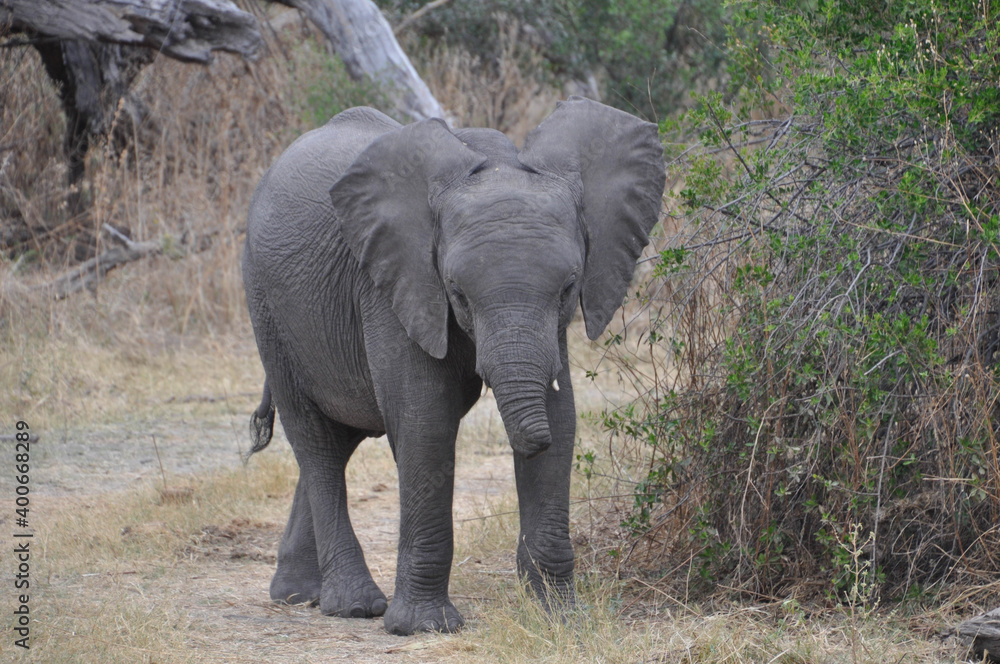 Fototapeta premium Baby elephant with injured trunk