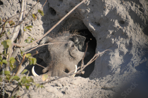 Warthog in a termite mound