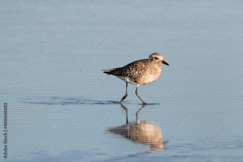 The grey or black-bellied plover (Pluvialis squatarola) The grey or black-bellied plover (Pluvialis squatarola)