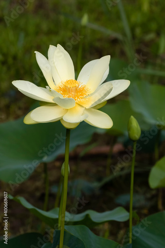.Yellow Lotus  nelumbo Lutea  Flower at Brazos Bend state park