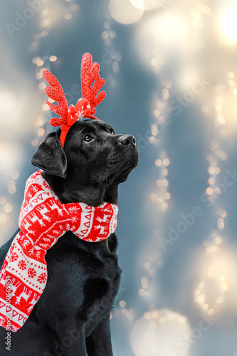 dog in Christmas reindeer antlers