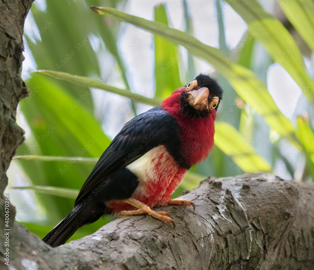 Obraz premium Bearded barbet (Lubius dubius) on the green jungles background