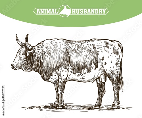 Breeding cattle. American bull. vector sketch on white background