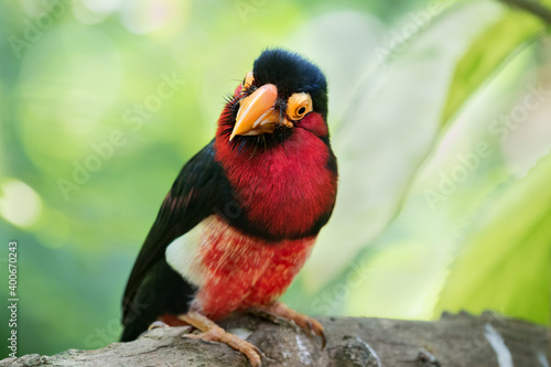 Bearded barbet  Lubius dubius  on the green jungles background