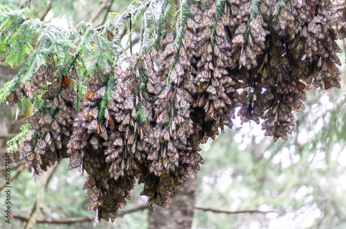 Monarch Butterflies on the tree branches  photo