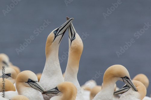 Northern Gannet pairs on Bonaventure Island near to Perce, Quebec, Gaspe, Canada. Bonaventure Island is home of one of the largest colonies of gannets in the world.