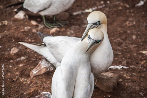 Northern Gannet (Morus bassanus) pairs on Bonaventure Island near to Perce, Quebec, Gaspe, Canada. Bonaventure Island is home of one of the largest colonies of gannets in the world. photo