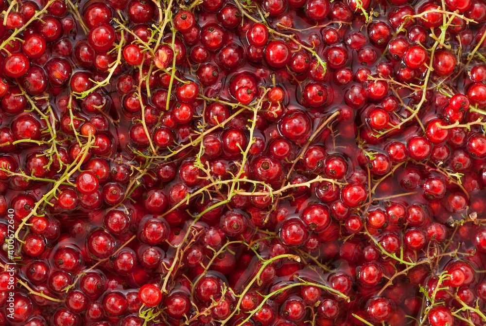 Ripe red currant berries in water as a background Ripe red currant berries in water as a background