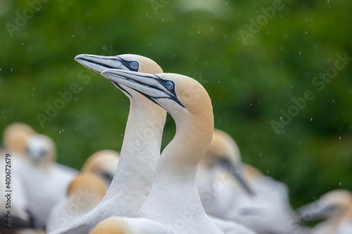 Northern Gannet pairs on Bonaventure Island near to Perce, Quebec, Gaspe, Canada. Bonaventure Island is home of one of the largest colonies of gannets in the world. photo