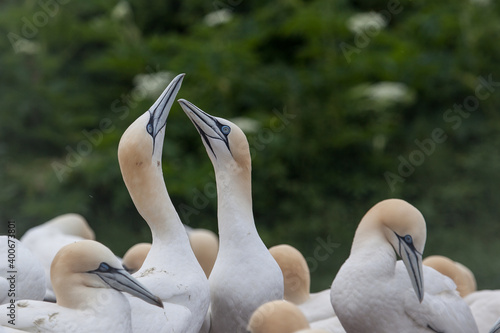 Northern Gannet pairs on Bonaventure Island near to Perce, Quebec, Gaspe, Canada. Bonaventure Island is home of one of the largest colonies of gannets in the world. photo