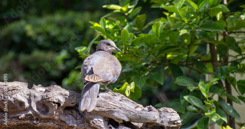 Juvenile red-eyed dove perched on a log image in horizontal format