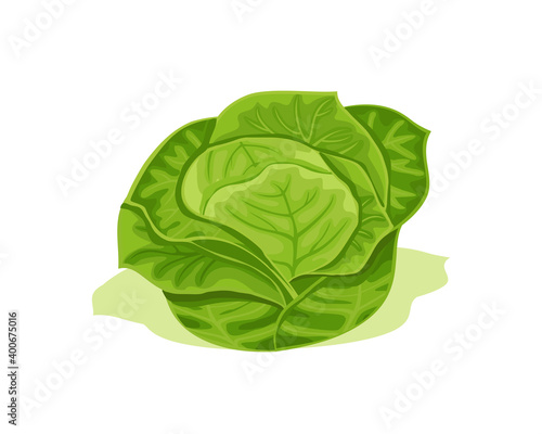 Green cabbage vector design. Fresh healthy food and vegetarian nutrition