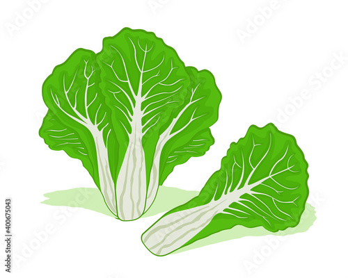 Fresh chinese cabbage vector design. Good organic food for healthy