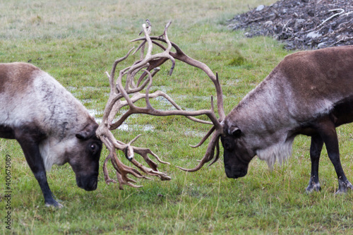 Two caribous fighting in Alaska, USA. The reindeer, also known as caribou in North America, is a species of deer. 