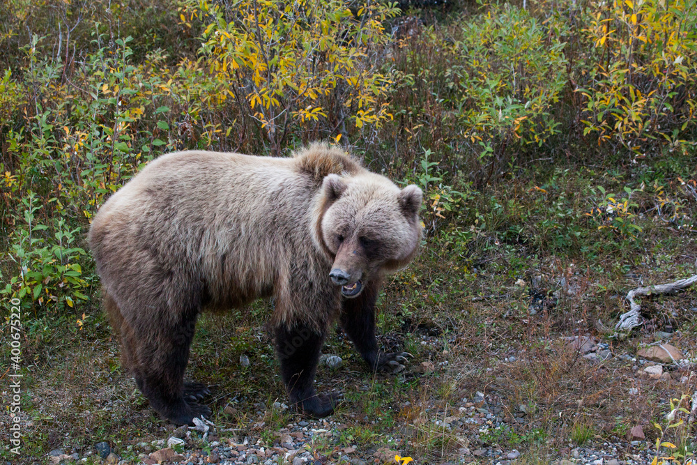 Brown bear (Ursus arctos horribilis) eating grass at Brooks Falls in Katmai National Park, Alaska Brown bear (Ursus arctos horribilis) eating grass at Brooks Falls in Katmai National Park, Alaska