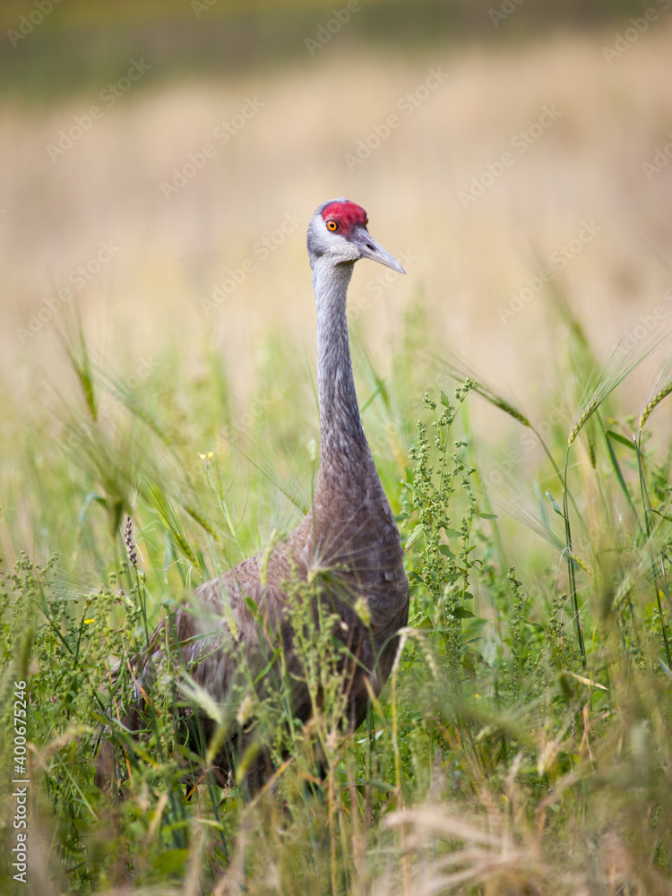 Sandhill Crane, Fairbanks, Alaska Sandhill Crane, Fairbanks, Alaska