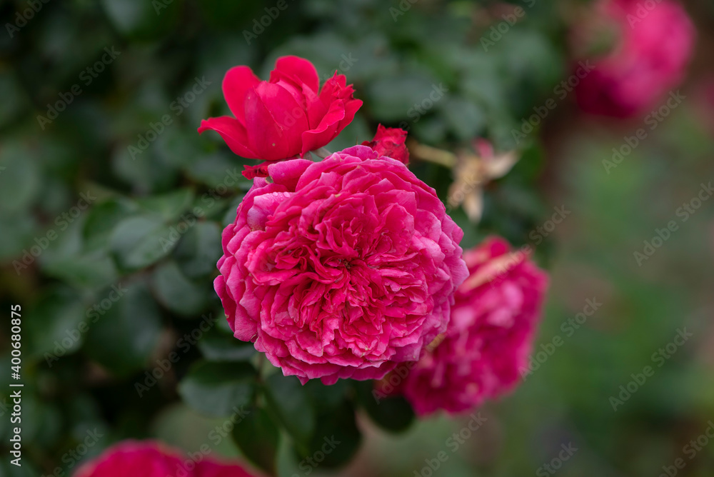 beautiful roses in background blur beautiful roses in background blur