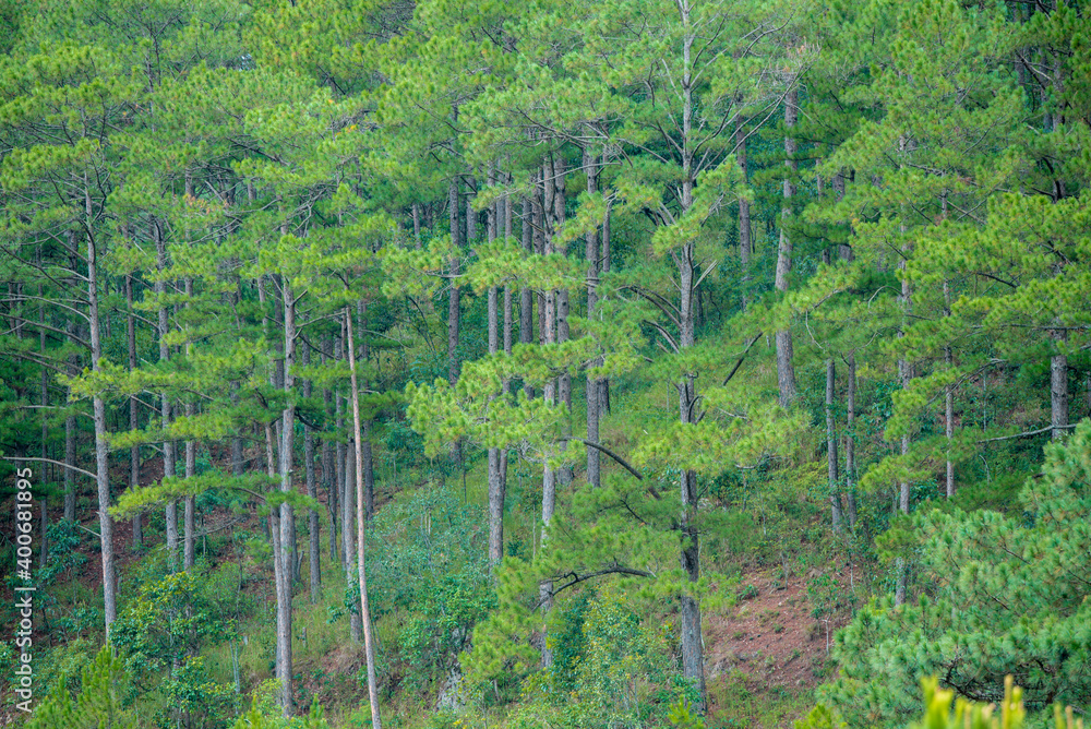 pine forest at Dalat city, Vietnam 