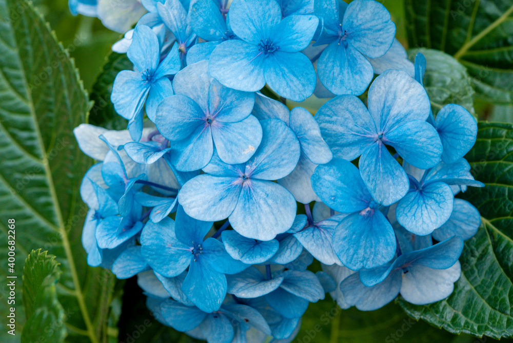 Beautiful hydrangea flowers in garden. Beautiful hydrangea flowering in early summer. Beautiful hydrangea flowers in garden. Beautiful hydrangea flowering in early summer.