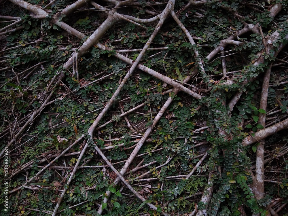 Creeping fig plant leaves, roots of a tree Creeping fig plant leaves, roots of a tree