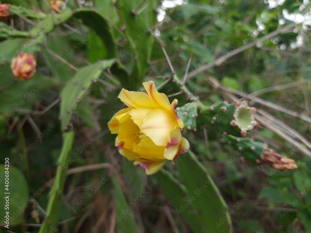 Yellow flower of cactus in desert. Cactus is a beautiful plant with colorful flower. It is a native plant of America and grows in desert and drought area with hot and sunny. Yellow flower of cactus in desert. Cactus is a beautiful plant with colorful flower. It is a native plant of America and grows in desert and drought area with hot and sunny.