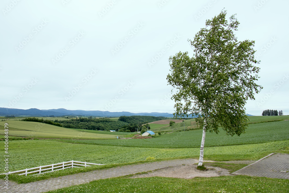 Obraz premium 北海道 美瑛の大地