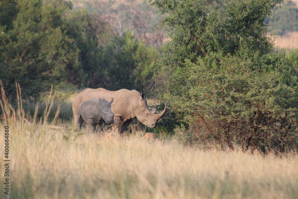 Fototapeta premium Photos taken in Pilanesberg National Park, South Africa.