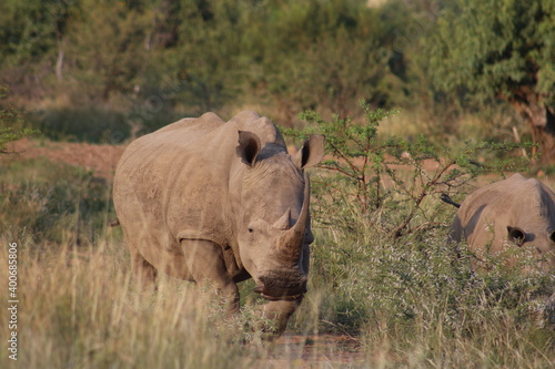 Photos taken in Pilanesberg National Park  South Africa.
