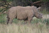Photos taken in Pilanesberg National Park, South Africa.