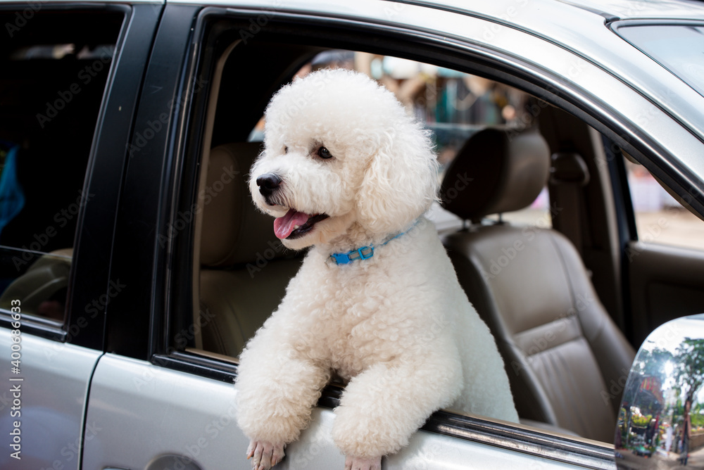 portrait of cute maltese dog portrait of cute maltese dog