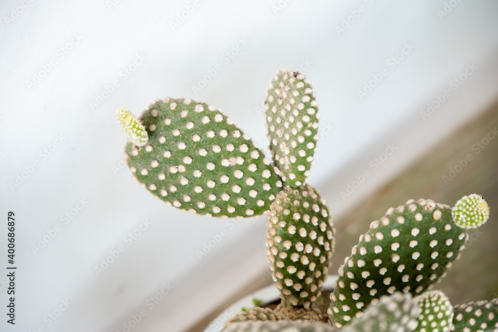 Cactus Opuntia on nature background with copy space Cactus Opuntia on nature background with copy space