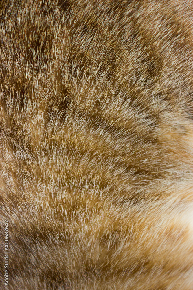 Cat fur close up background texture. Brown abstract stripes. Cat fur close up background texture. Brown abstract stripes.