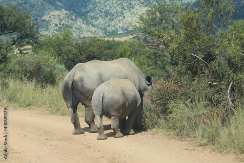 Photos taken in Pilanesberg National Park  South Africa.
